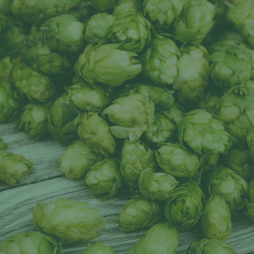 Close up of hops to make craft beer with green overlay